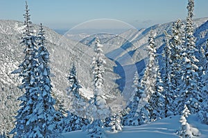 Winter forest baikal