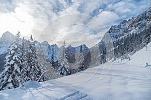 Winter forest in Banff Park