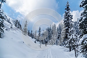 Winter forest in Banff Park