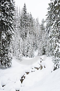 Winter forest in Bansko