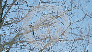 Winter forest. Bare oak tree branches move against a clear light blue sky.