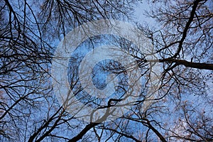 Winter forest bare tree tops