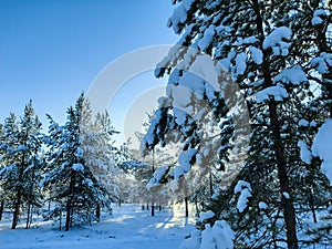 winter forest beautiful landscape sun taiga zone geography subarctic belt photo