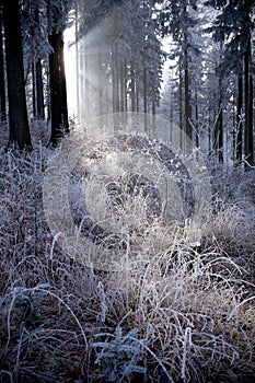 Winter forest with beautiful light