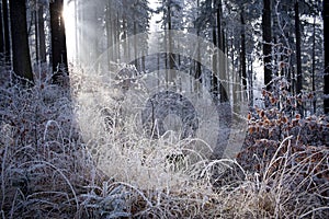 Winter forest with beautiful light