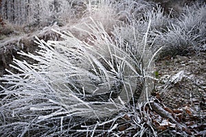 Winter forest with beautiful light