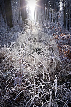 Winter forest with beautiful light