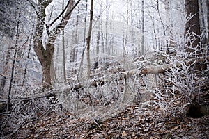 Winter forest with beautiful light