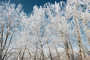 Winter forest, beautiful wild landscape with snow and blue sky, nature concept