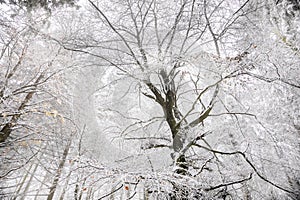 winter forest with beech tree in snow