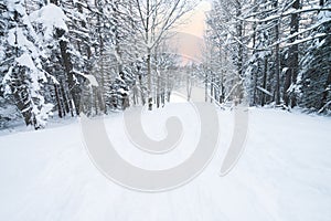 Winter forest with Beech trees and Pinophyta covered with white snow. Winter landscape. Winter scene in mountains, Italy photo