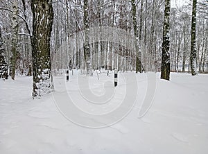 Winter in the forest. Birch grove in the snow. Beautiful snow-covered trees of a birch grove in the Russian wint