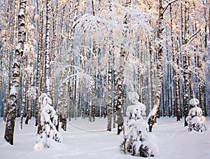 Winter forest with birch trees covered with fluffy snow on a clear sunny day