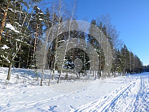 Winter forest and blue sky
