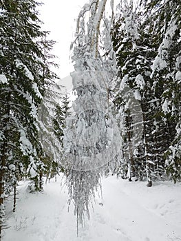 winter forest in bohemina forest Sumava national park large amunt of snow