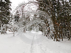 winter forest in bohemina forest Sumava national park large amunt of snow