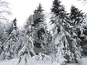 winter forest in bohemina forest Sumava national park large amunt of snow