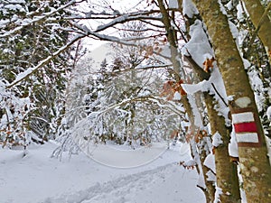 winter forest in bohemina forest Sumava national park large amunt of snow