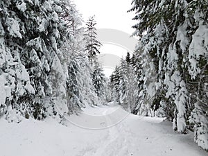 winter forest in bohemina forest Sumava national park large amunt of snow