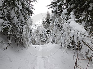 winter forest in bohemina forest Sumava national park large amunt of snow