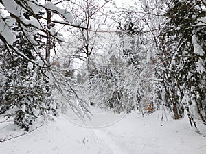 winter forest in bohemina forest Sumava national park large amunt of snow