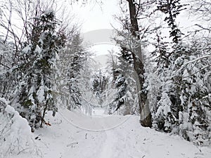 winter forest in bohemina forest Sumava national park large amunt of snow