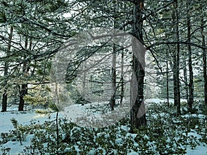 winter forest bottom view from under the snow stalks of lingonberry peep