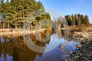 Winter forest beside a calm water bodyl photo
