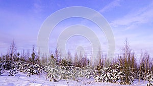 Winter forest. Camping, walk in winter forest, winter vacation