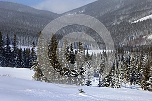 Winter forest in the Carpathian mountains in a blizzard.