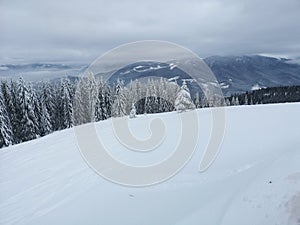 Winter forest in the Carpathians