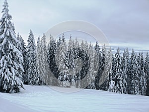 Winter forest in the Carpathians