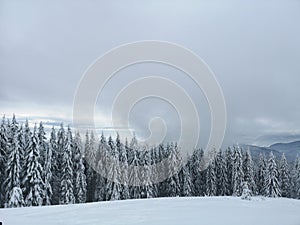 Winter forest in the Carpathians