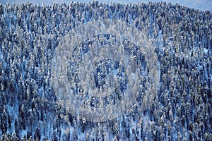 Winter forest in Caucasus mountains