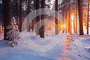 Winter forest. Christmas sunrise in snowy forest.