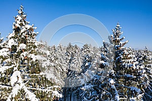 Winter forest on a clear, frosty day. Beautiful Christmas trees stand all in the snow against the blue sky.