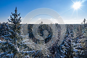 Winter forest on a clear, frosty day. Beautiful Christmas trees stand all in the snow against the blue sky.