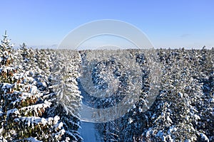 Winter forest on a clear, frosty day. Beautiful trees are covered with snow.