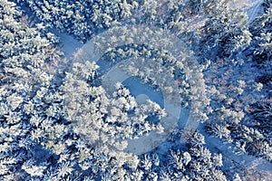 Winter forest on a clear, frosty day. Beautiful trees are covered with snow. A forest road is visible.