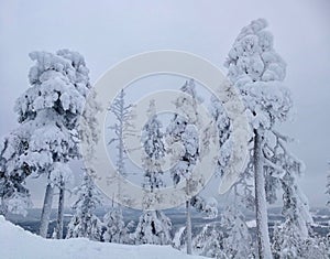 Winter Forest clouds Landscape aerial view trees background Travel serene scenery