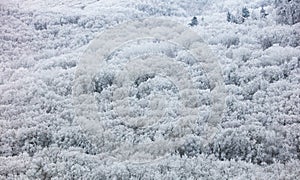 Winter Forest clouds Landscape aerial view trees background Travel serene scenery