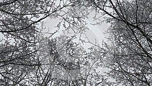 winter forest in cloudy weather, the crown of the trees are covered with frost.
