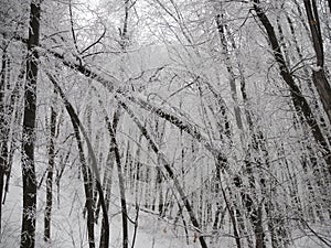 winter forest in cloudy weather, the crown of the trees are covered with frost