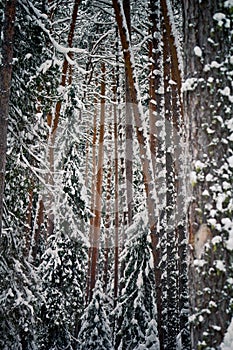 Winter forest concept. Trees in a snowy forest. Beauty of nature