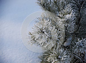 Winter forest covered by fresh snow with branch of Christmas tree. The winter scene with white snow foreground. Xmas