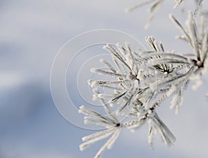 Winter forest covered by fresh snow with branch of Christmas tree. The winter scene with white snow foreground. Xmas backdrop for