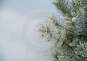 Winter forest covered by fresh snow with branch of Christmas tree. The winter scene with white snow foreground. Xmas backdrop for