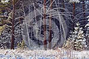 winter forest covered with shadow