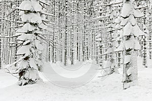 Winter Forest Covered with Snow