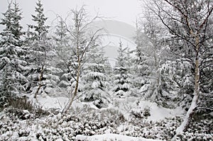 Winter forest covered in snow